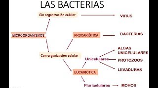 INTRODUCCIÓN A LA MICROBIOLOGÍA  Las bacterias [upl. by Tekcirc]