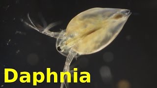 Daphnia [upl. by Jereld]