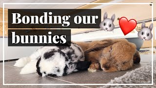 Turning Hate Into Love  Bonding Our Aggressive Rabbits [upl. by Nedyah]