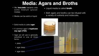 Lab Exercise 1 Introduction to Microbiology [upl. by Eikcaj371]