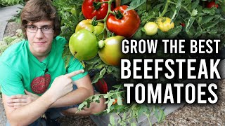 How to Grow Beefsteak Tomatoes [upl. by Schou]