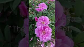 Rosa rugosa “Thérèse Bugnet”  Illinois Zone 5 Garden Rose Shorts [upl. by Eceinehs]