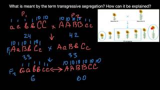 What is transgressive segregation [upl. by Nnoj849]