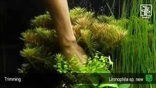 Limnophila hippuridoides [upl. by Leffert]