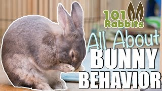 ALL ABOUT BUNNY BEHAVIOR 🐰 [upl. by Eisteb515]