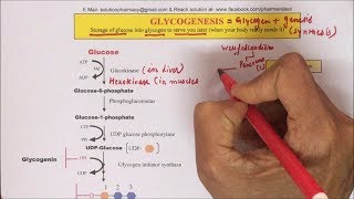 Glycogenesis  Glycogen Synthesis Pathway Part02  Synthesis of Glycogen  ग्लाइकोजन कैसे बनता है [upl. by Hulburt177]