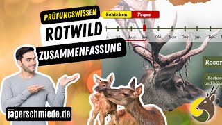 🦌ROTWILD ZUSAMMENFASSUNG🦌  Wissen für die Jagdprüfung🌿🦊 [upl. by Min]