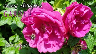 How to Grow Rosa Rugosa [upl. by Ettennaej]