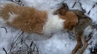 JACK RUSSELL TERRIER DOGS HUNT FERAL RABBITS [upl. by Patrick255]