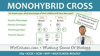 Monohybrid Cross Examples  GCSE Biology 91 [upl. by Leahcim147]