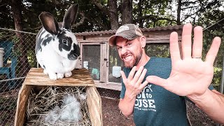 5 Mistakes to Avoid When Raising Rabbits [upl. by Whetstone]