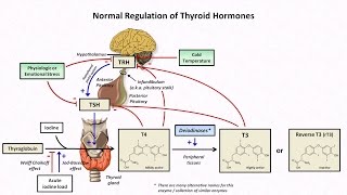 Thyroid Hormones and Thyroid Function Tests [upl. by Anahpos]