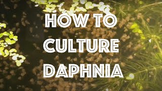 How To Culture Daphnia Magna [upl. by Lleroj]