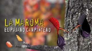 El Pájaro Carpintero  La Maroma Bariloche música para niños [upl. by Fulmis964]