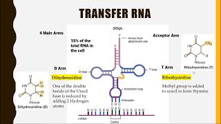 Transfer RNA tRNA [upl. by Vinaya]