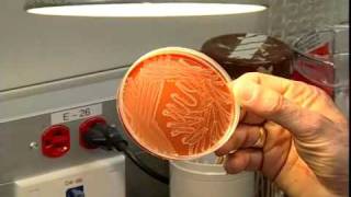 A tour of the Microbiology Lab  Section one [upl. by Yand]