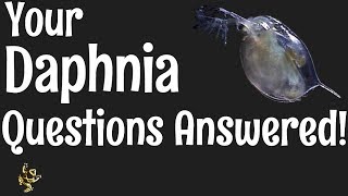 Daphnia Questions Answered [upl. by Lexie]