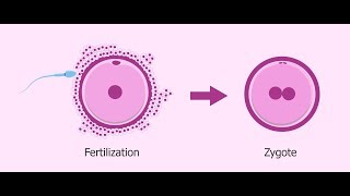 What is Zygote   Essential Science  Terms [upl. by Eelnodnarb]