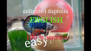 daphnia moina culture Easy way Unlimited production English  with sub Green water Chlorella [upl. by Coyle48]