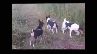 Rat Terrier Hunting Video [upl. by Emmey]