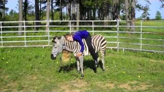 Zack The Zebra [upl. by Dunston]