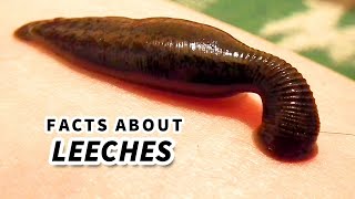 Leech Facts BLOOD SUCKER  Animal Fact Files [upl. by Amalbena]