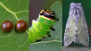 The life cycle of a Moth  Butterfly [upl. by Yrek]