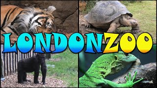 LONDON ZOO Walking Tour  England 4k [upl. by Cariotta]