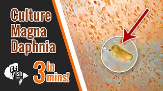 How to culture DAPHNIA MAGNA  The easy way [upl. by Shawna]