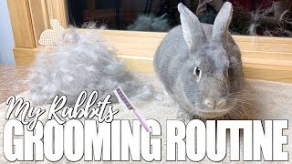 My Rabbits Grooming Routine [upl. by Lletnahc]