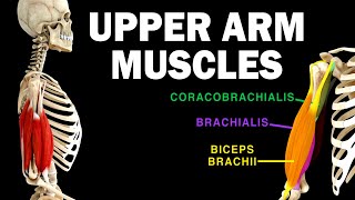 UPPER LIMB MUSCLES 36  UPPER ARM MUSCLES [upl. by Andryc212]