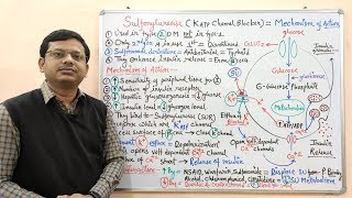 Diabetes Mellitus Part10 Mechanism of Action of Sulfonylurease  Antidiabetic Drugs  Diabetes [upl. by Romelda358]