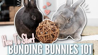 Bonding Bunnies 101  How To Start [upl. by Kaehpos]