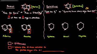 The Nitrogenous Bases  Purines and Pyrimidines [upl. by Agnizn949]