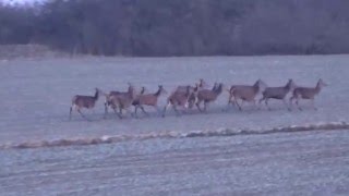 Jagd Rotwild 2016 Sau auf der Pirsch erlegt [upl. by Elahcim]