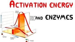 Activation energy and Enzymes Animation [upl. by Ylebmik]