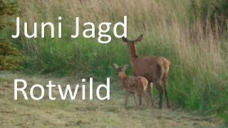 Jagd im Juni  Sommerjagd auf Rotwild Teil 1 [upl. by Sarson]