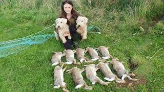 Rabbit control ferreting with terriers [upl. by Chadabe]