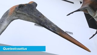 Quetzalcoatlus  Specimen Spotlight [upl. by Mayne]