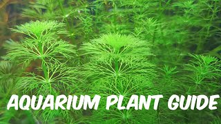 Aquarium Plant Guide Limnophila sessiliflora [upl. by Stig]