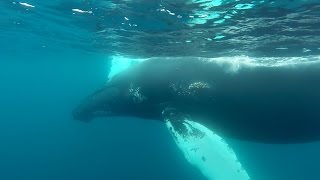 GoPro Snorkeling With Humpback Whales [upl. by Angelique]