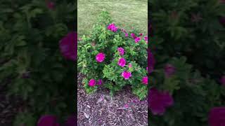 Rosa Rugosa “Hansa”  Illinois Zone 5 Garden Shorts [upl. by Esenwahs]