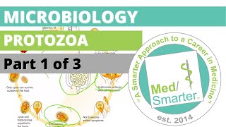 Protozoa  Microbiology  USMLE STEP 1  Part 1 of 3 [upl. by Yrekcaz283]