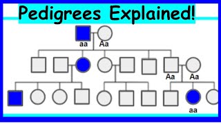 How to Read Pedigrees Modes of Inheritance [upl. by Anoo801]