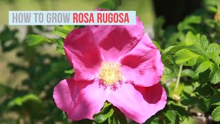 Rosa rugosa Growing Guide Rugosa Rose  by GardenersHQ [upl. by Neffets649]