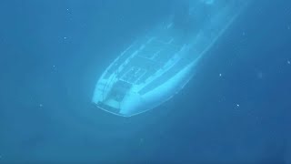 Spooky moment Submarine passes beneath scuba divers [upl. by Leasi]