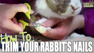 How To Trim a Rabbits Nails [upl. by Blus]