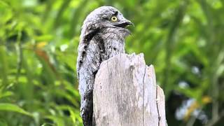 Pájaro Fantasma o Urutau Común Cantando Sonido para Llamar El Mejor [upl. by Melise55]