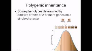 Polygenic inheritance [upl. by Lebazi]