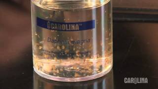 How to Care for Daphnia [upl. by Humfried]